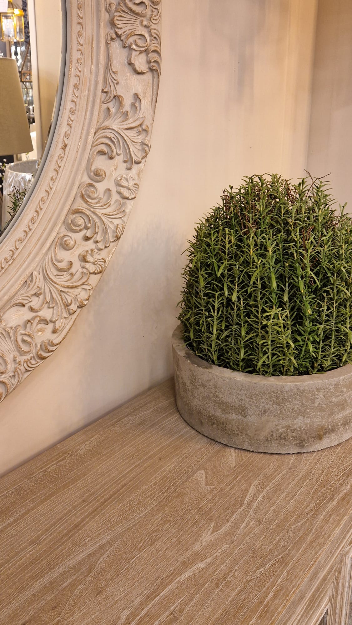 Saxony French Rosemary in Grey Pot - Image 2