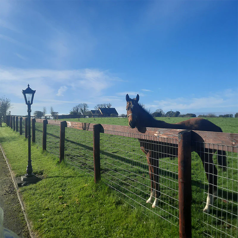 Gafney 2.3m Lamp Post - Cast Iron - Image 6